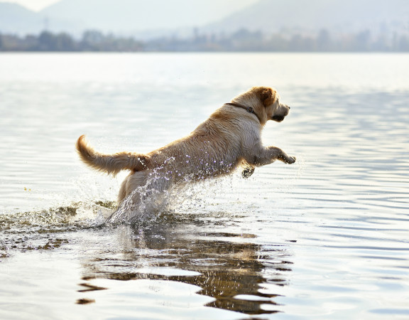 Golden retriever dog playing in lake water on sunny day
