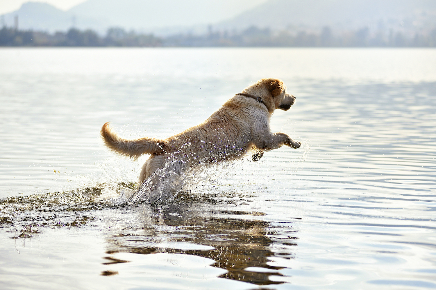 Golden retriever dog playing in lake water on sunny day